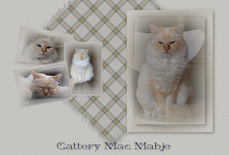  Cattery Mac Mabje